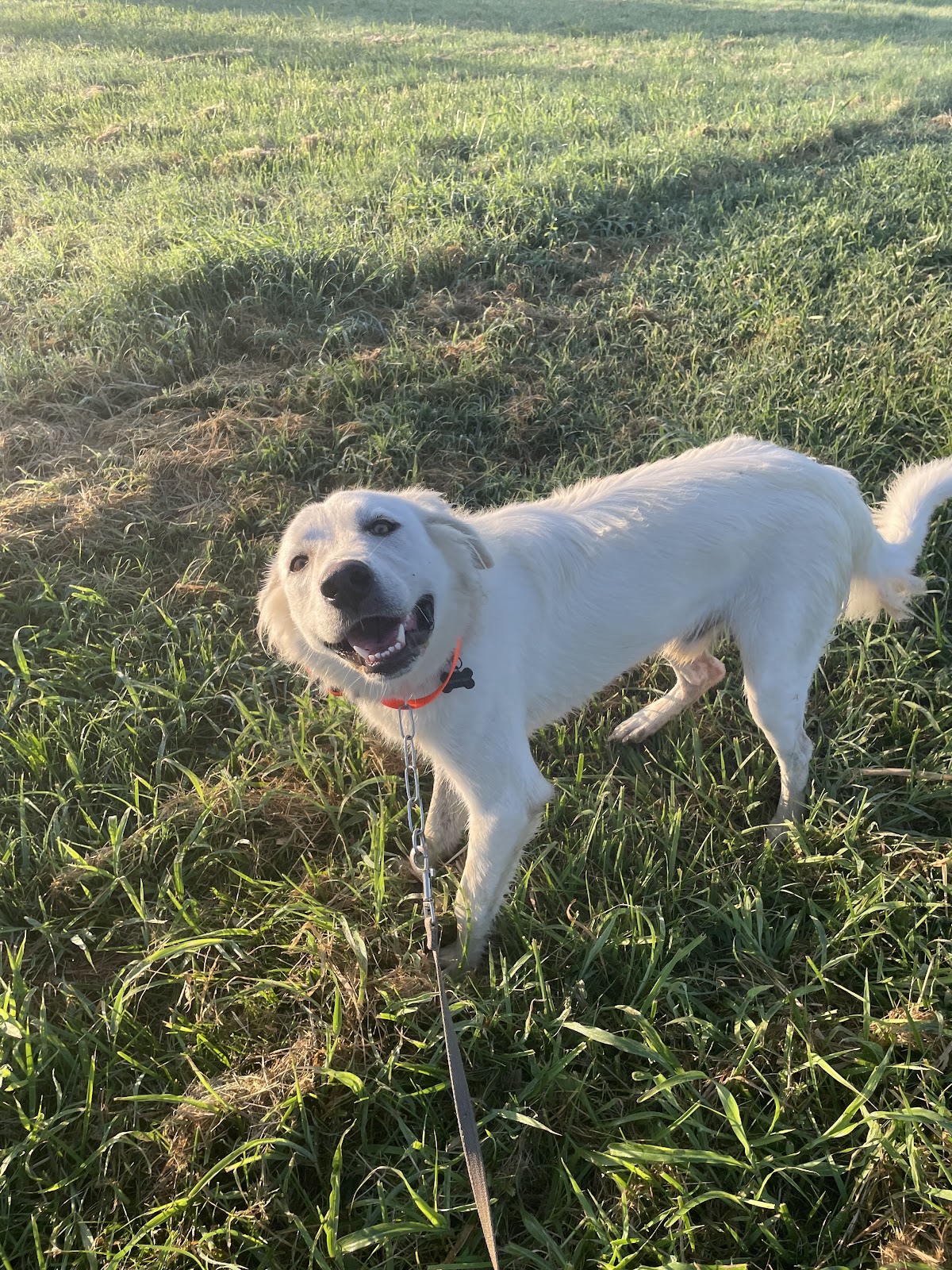 Ranch Training