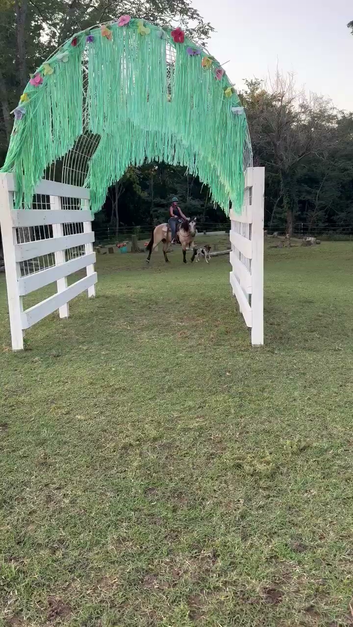 Farm Dog Training
