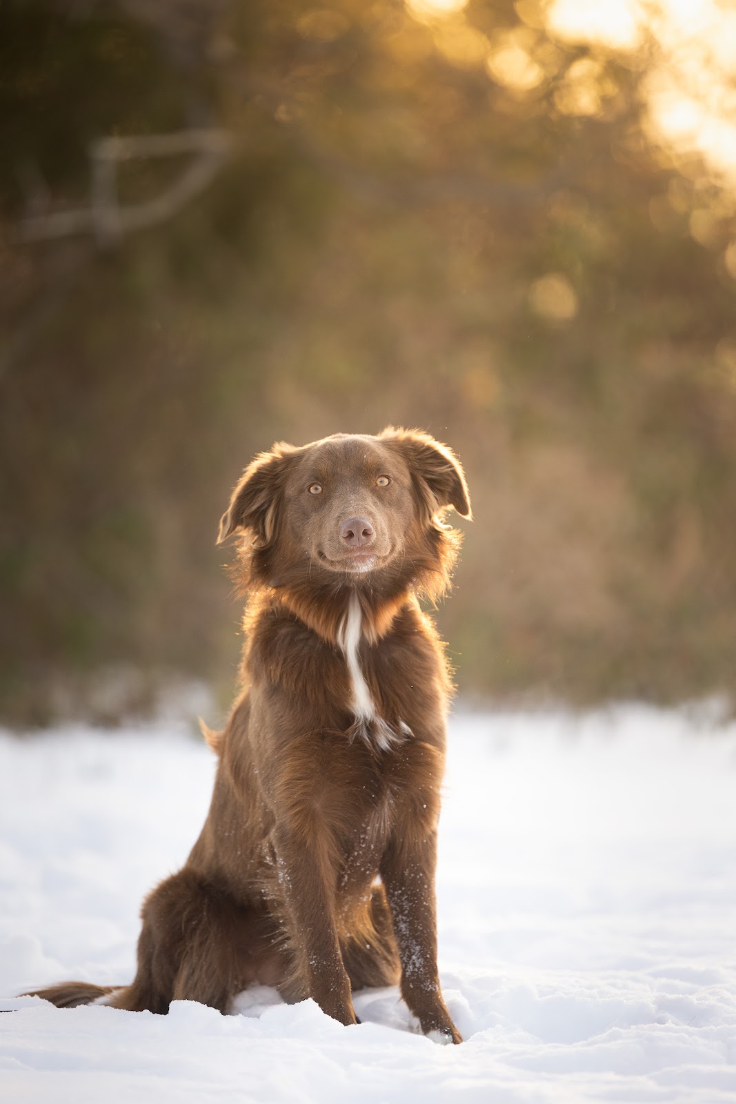Young Dog