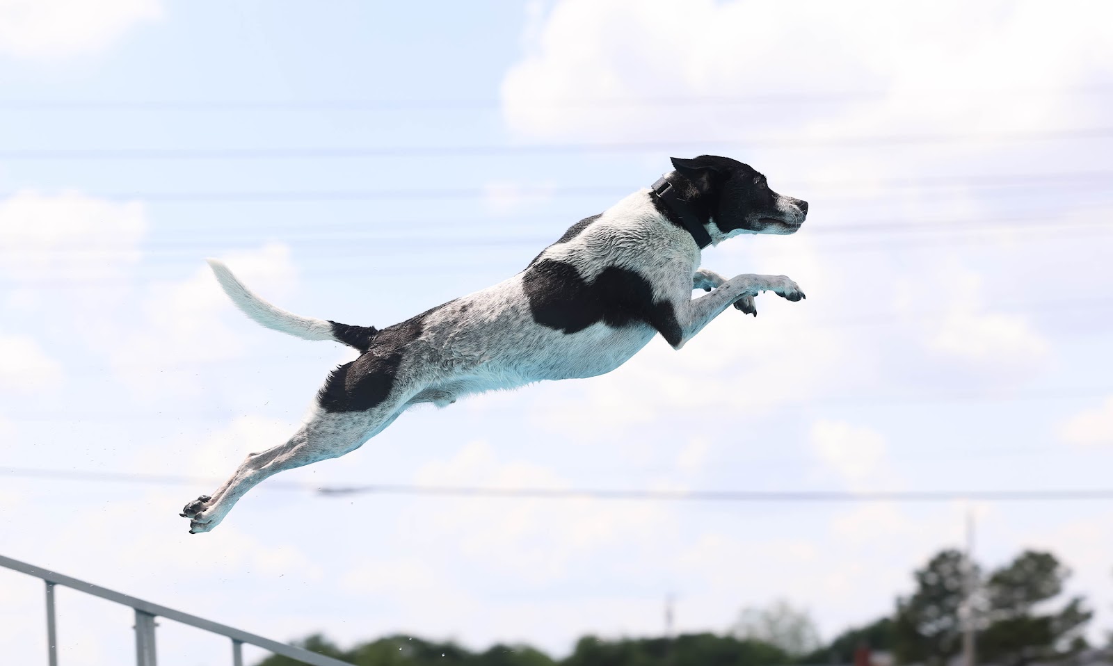 Dog Skills