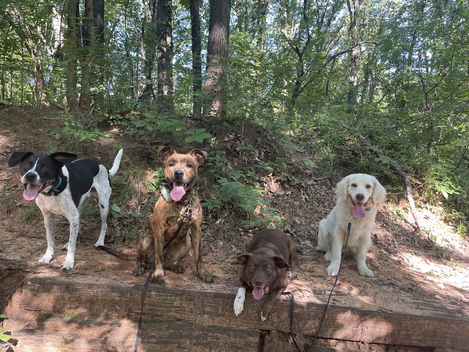 Farm Dog Oklahoma