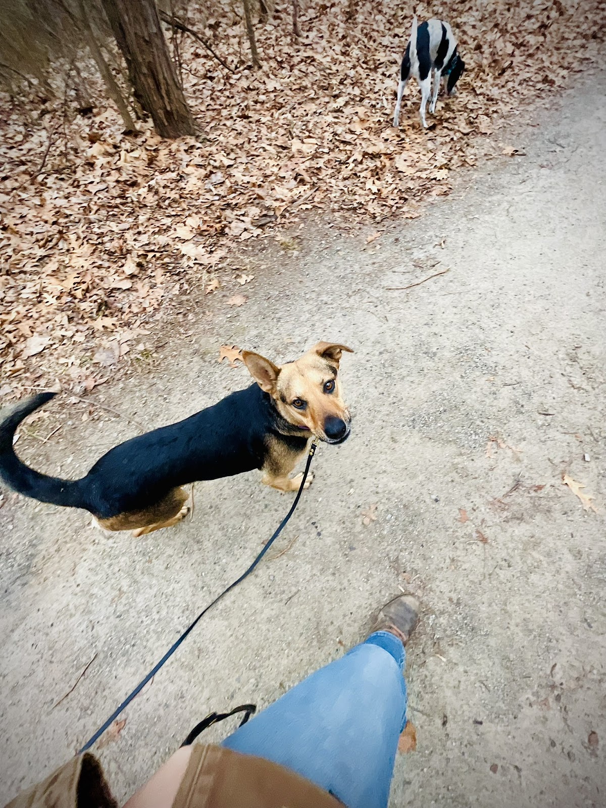 Dog & Handler