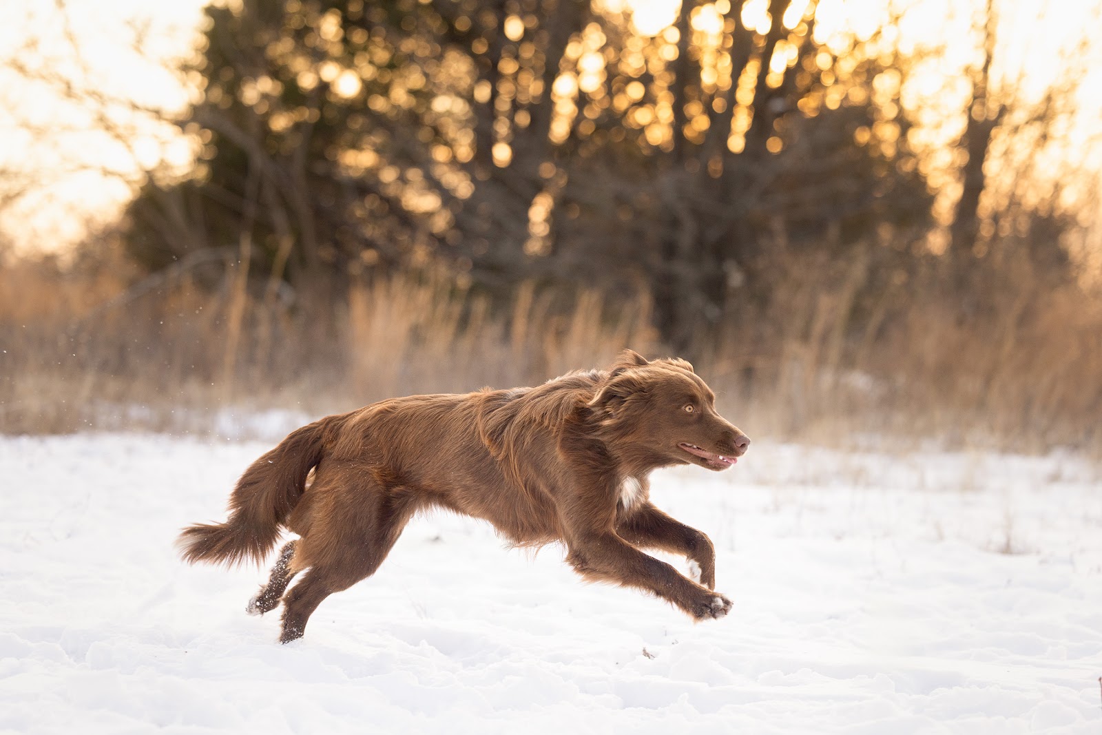 Off-leash dog training with e-collar in Tulsa