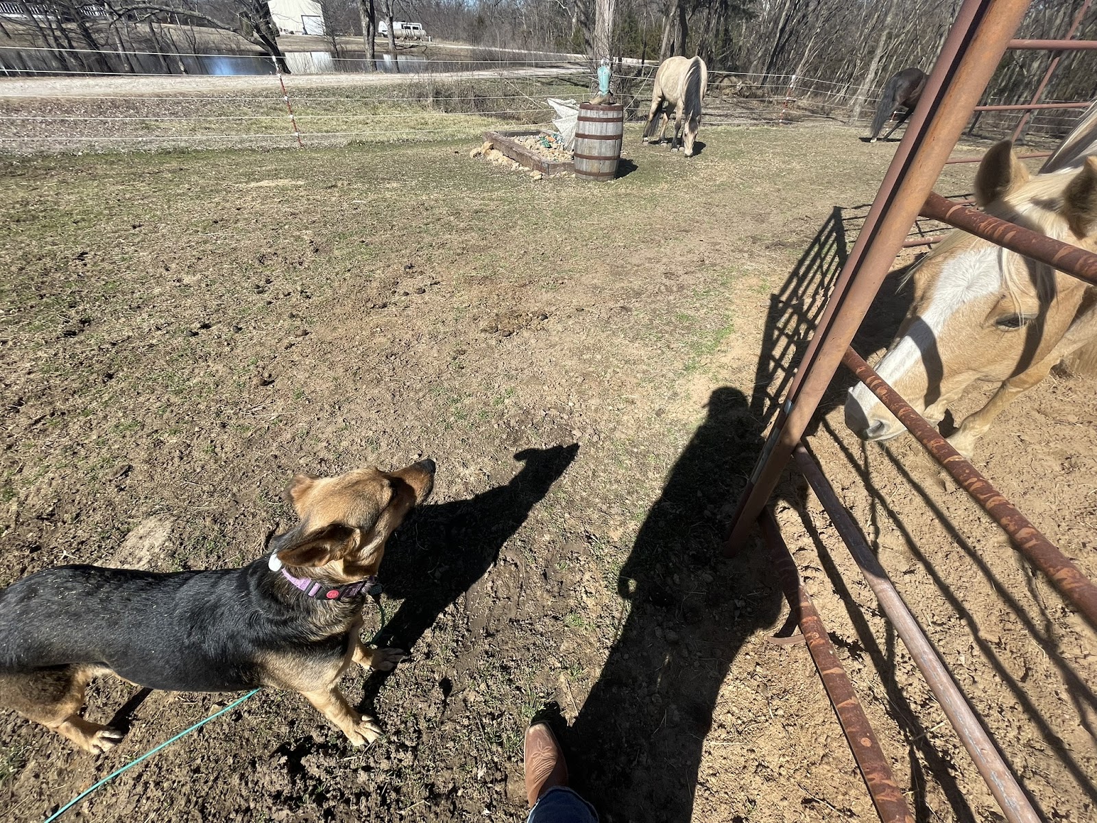 Obedience Work