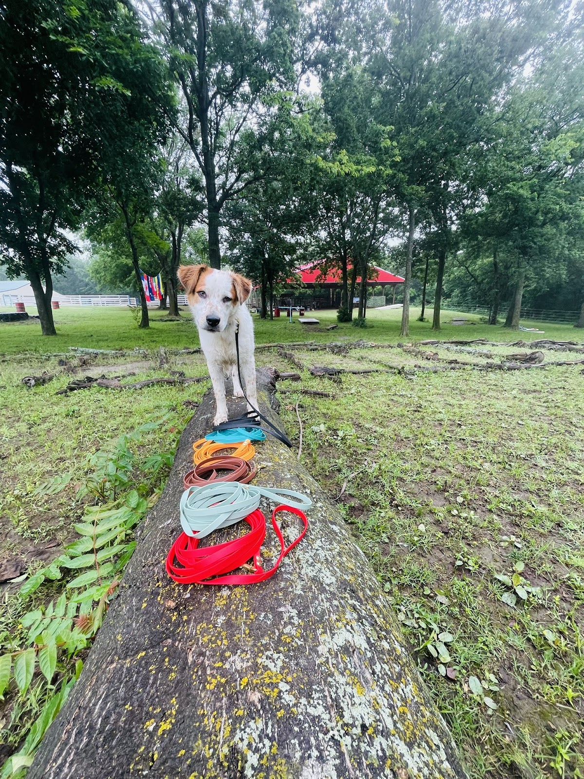 Training Session
