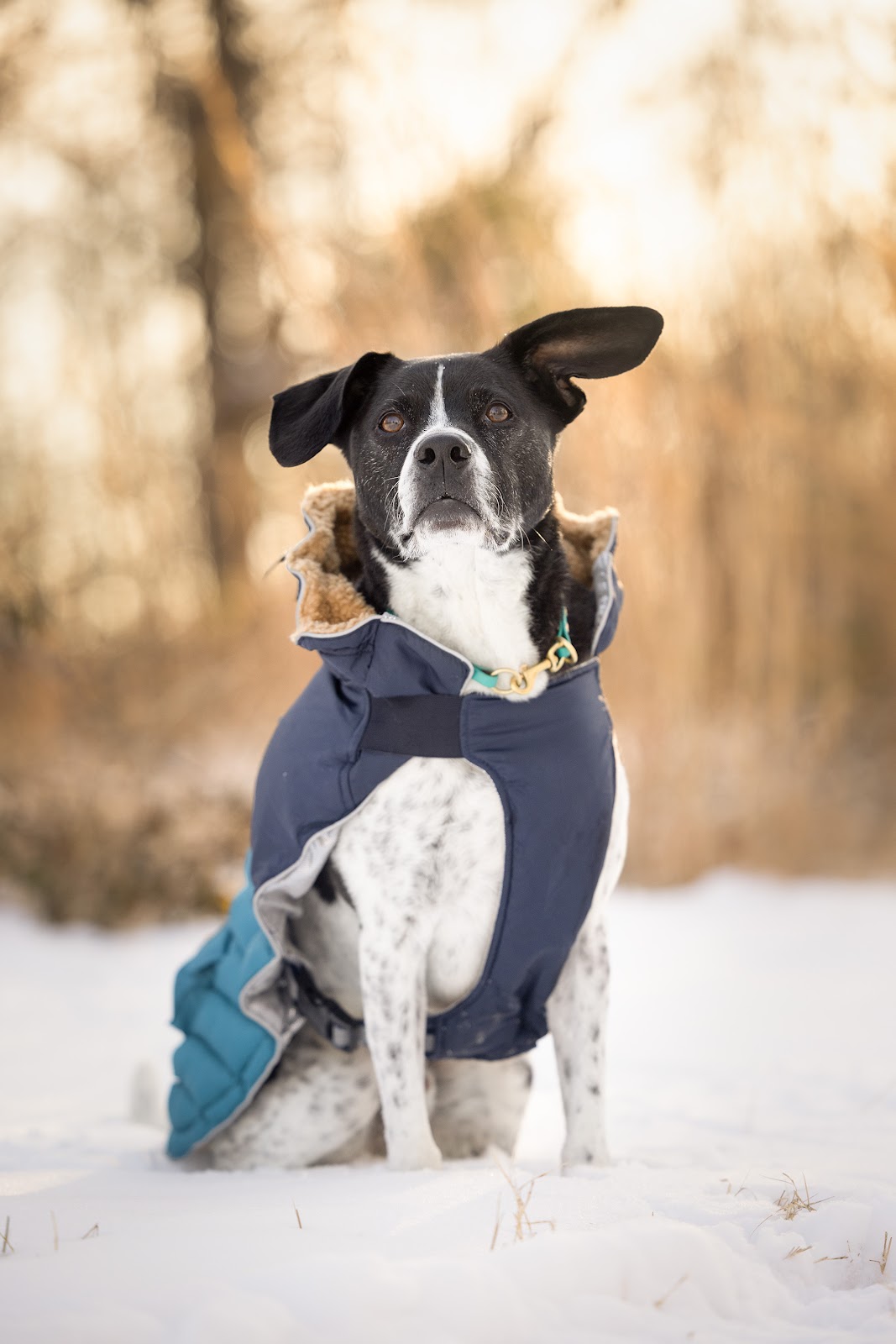 Obedience Training
