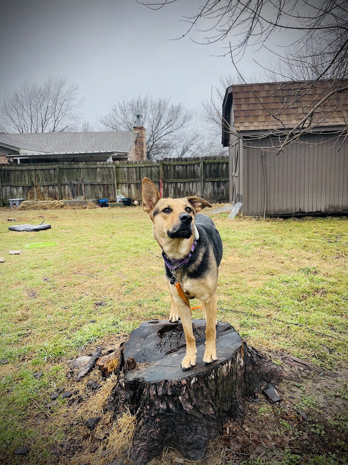 Ranch Training
