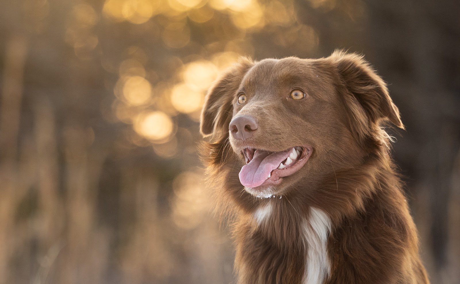 Dog obedience training in Oklahoma