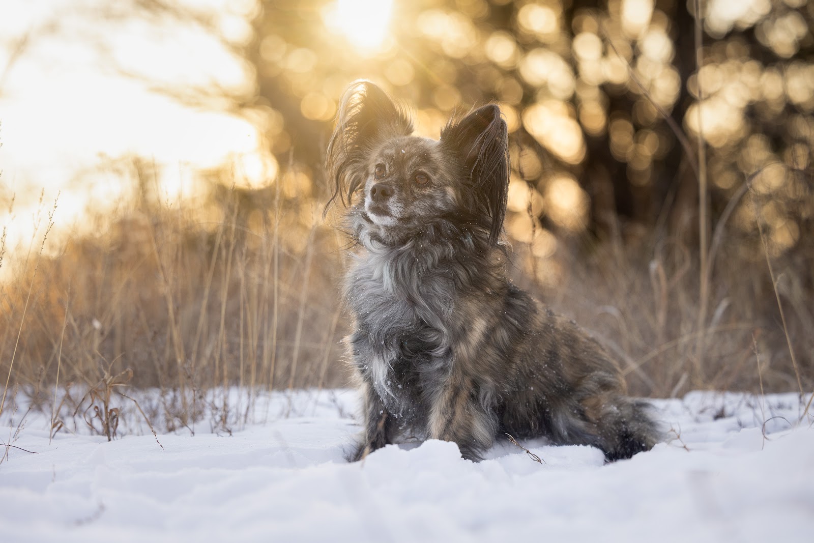 City dog training in Tulsa Oklahoma